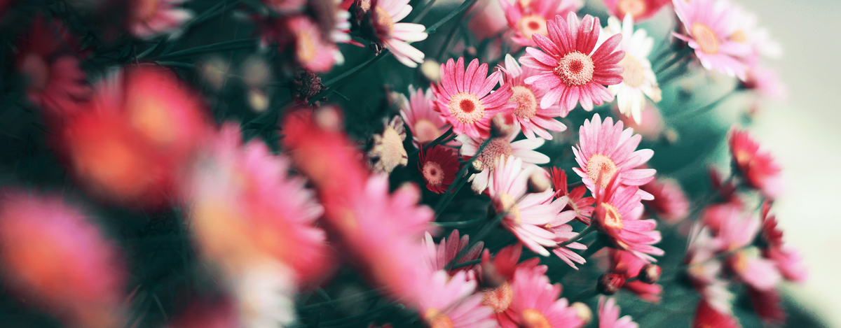Flowers From The Heart