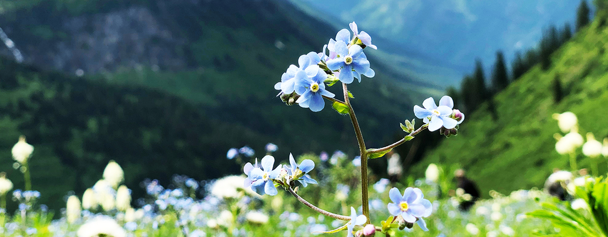 Flowers From The Heart