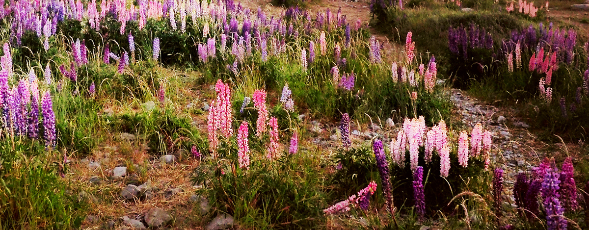 Flowers From The Heart